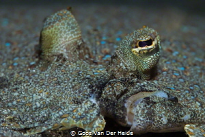 Flounder Close-up by Goos Van Der Heide 